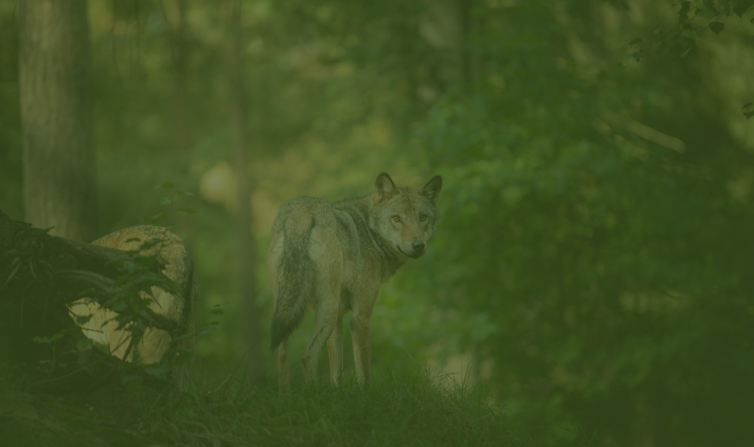Loup Wolfpack